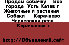Продам собачку  - Все города, Усть-Катав г. Животные и растения » Собаки   . Карачаево-Черкесская респ.,Карачаевск г.